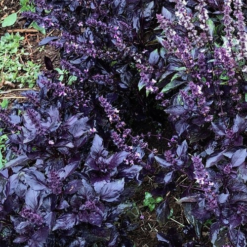 Purple basil 150 - purple, non-gmo