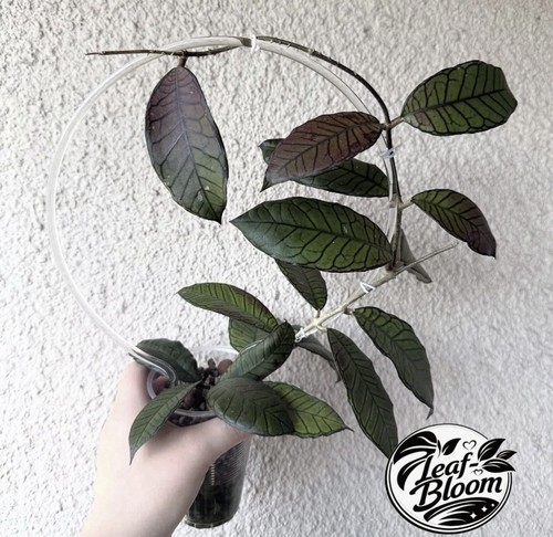 Hoya gunung gading rooted - hoya,
