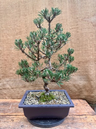 Japanese black pine - japanese,