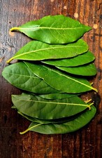12 LARGE FRESH BAY LEAVES - ORGANIC - PICKED TO ORDER - FREE UK DELIVERY