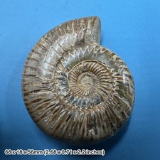 Perisphinctes ammonite fossil - ammonite,
