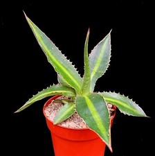 Agave Lophantha Unrooted pup