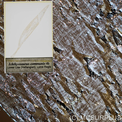 Wow ichthyosaurus communis - ichthyosaurus,