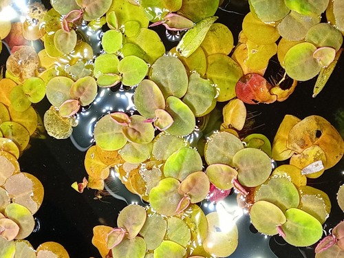 Red root floaters for - 15,