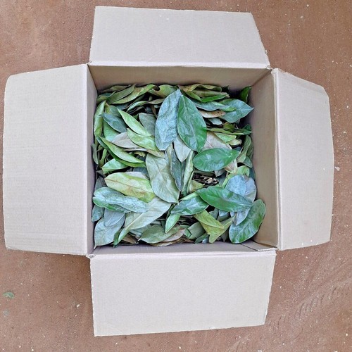 Dried soursop leaves - soursop, 🌿