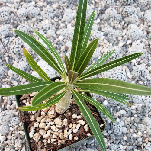 Pachypodium rosulatum subsp