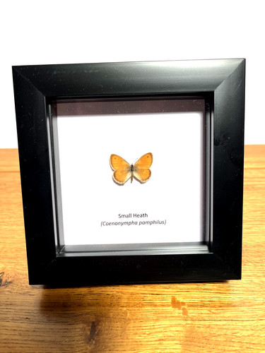 Small heath butterfly - heath,