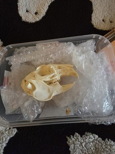 Domestic rabbit skull - domestic,