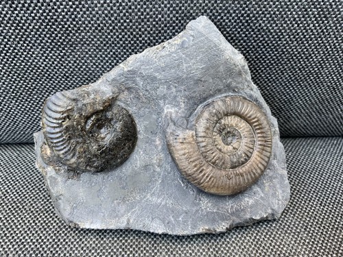 Double dactylioceras - double,