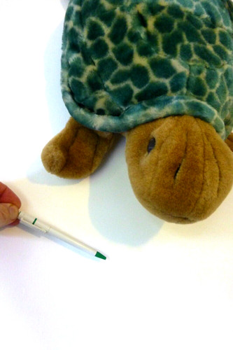 Quality turtle tortoise - turtle,