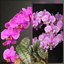 Phalaenopsis schilleriana