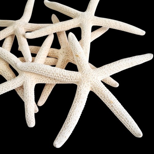 Natural real starfish - starfish, star