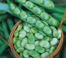 VEGETABLE  BROAD BEAN