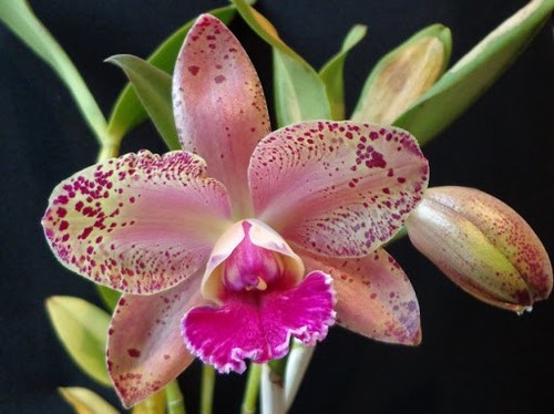 Cattleya durigan gigas - cattleya,