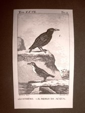 1813 Copper Engraving Buffoon