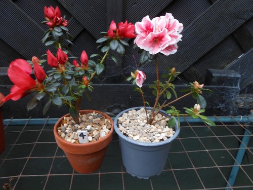 Two bonsai japanese - bonsai,