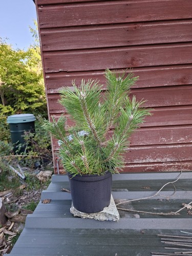 Pinus thunbergii banshosho - pinus,