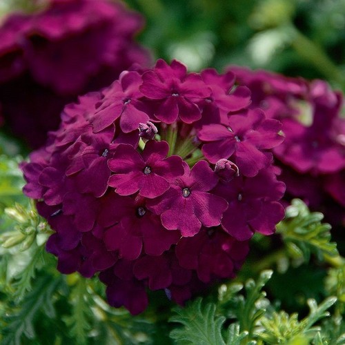 Verbena vepita dark - verbena, vepita®