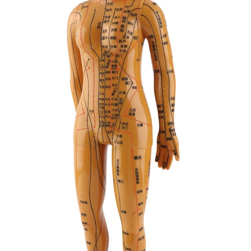 Female male human body - female,