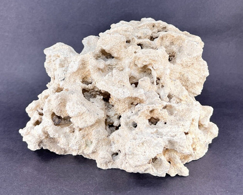 Natural white dry dead - dry, reef