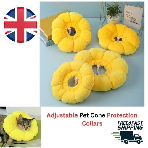 Soft cute sun flower - flower, cat