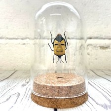 Elvis Man Face Stink Bug