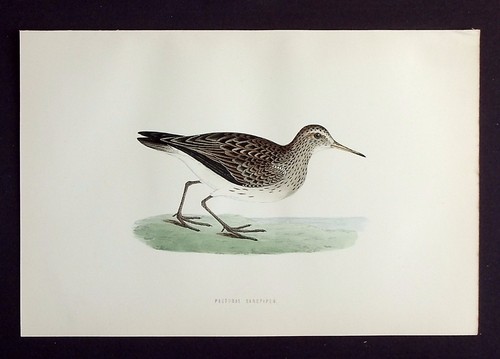 Pectoral sandpiper original - pectoral, sandpiper,