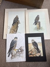 4 Original Artworks Birds Of Prey Nicholas Emery