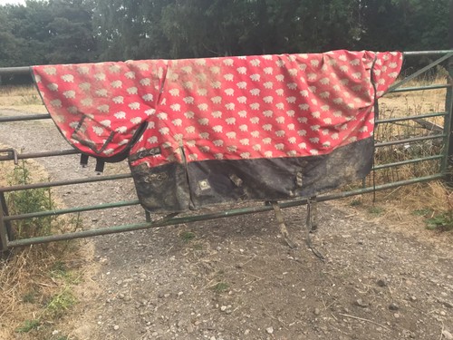 6ft 9in horse masters full - horse,