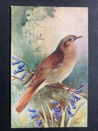 The nightingale vintage bird - nightingale,