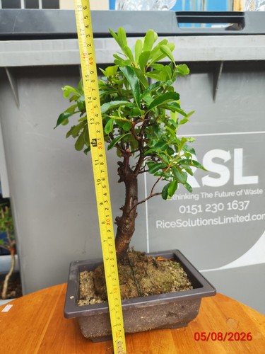 Firethorn bonsai