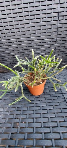 Rhipsalis baccifera well - rhipsalis, baccifera-well