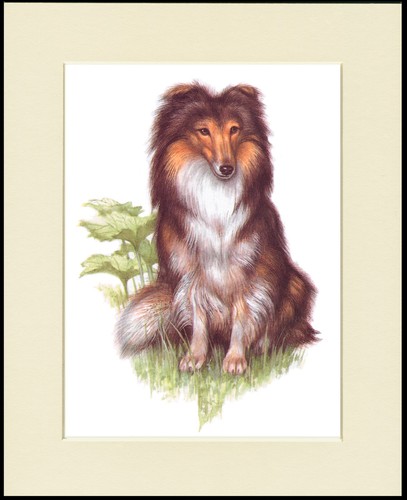 Shetland sheepdog sheltie dog - shetland,