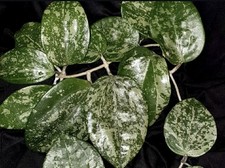 Hoya Macrophylla Snow Queen