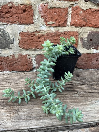 Large sedum burritto 9cm - sedum,