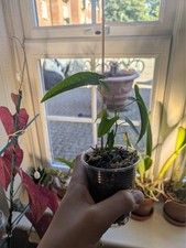 dioscorea sp peru rooted plant propagation decorative yam fast growing