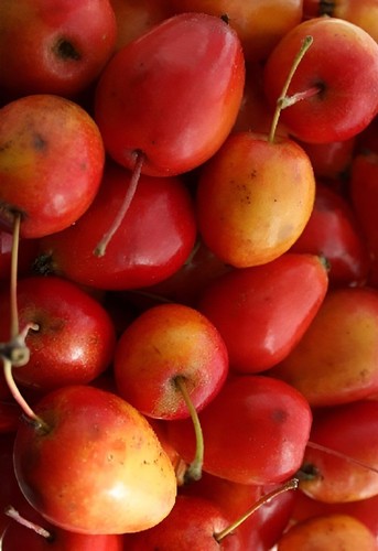 Malus jelly king crab - malus,
