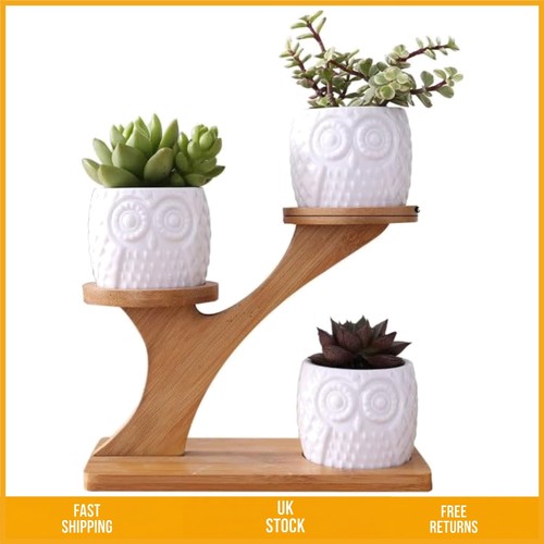 Charming owl ceramic - owl, succulent