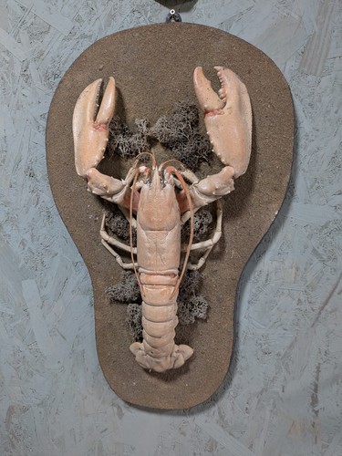 Taxidermy lobster mount - taxidermy,