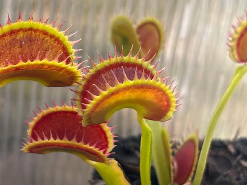 Venus fly trap - trap, dracula