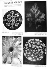 Old 1930 Camera Microscope Butterfly Eggs Flower Cinnabar Moth Bullet 20th