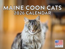 Maine Coon Cat Calendar 2026