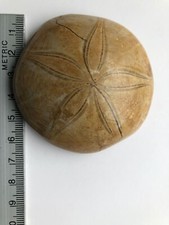 Polished Fossil Sand Dollar