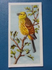 Brooke Bond original 1957 tea-card "Bird Portraits", No.11  "Yellowhammer".