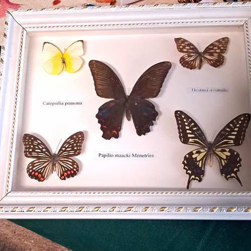 Framed mounted butterfly - mounted,