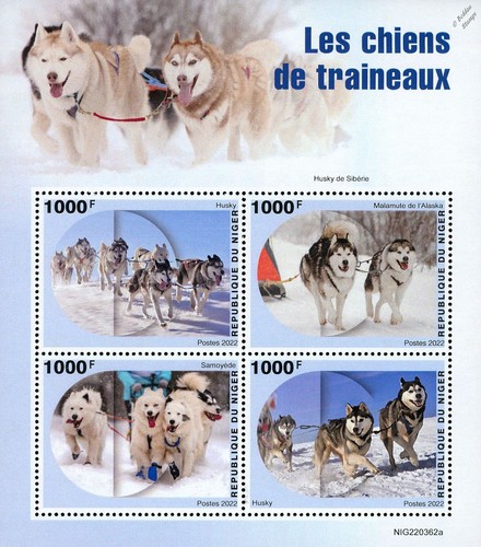 Sled dogs husky samoyed - sled,