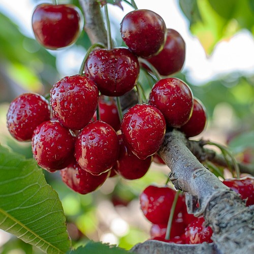 Sweet cherry hardy - cherry,