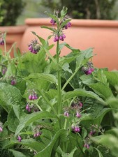 3 Large bare root Comfrey