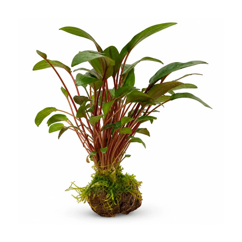 Cryptocoryne lava rock with - cryptocoryne,