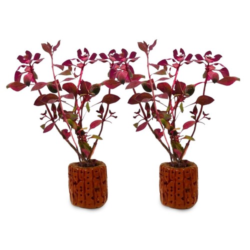 Ludwigia palustrus super - x,